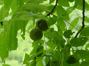 Black walnut fruit on branches